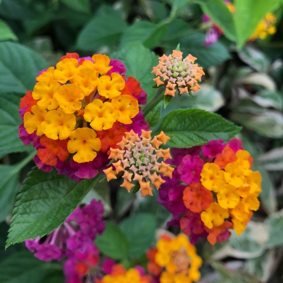 Meet your Posher, Karen - Picture 1 of 1